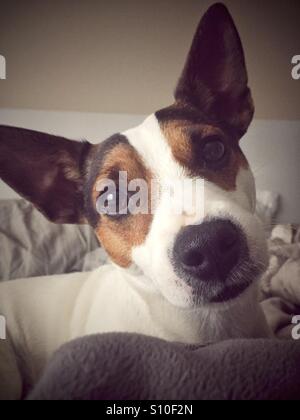 Portrait d'un chien inclinant sa tête latéralement et regardant la caméra Banque D'Images