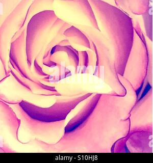 Rose Rose Banque D'Images