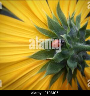 Le bonheur de l'été. Le tournesol avec une coccinelle en tant qu'accessoire. Banque D'Images