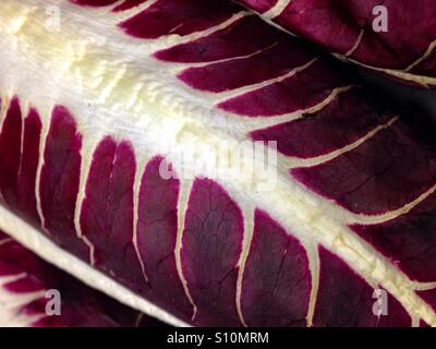 Le radicchio close-up Banque D'Images