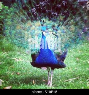 Fier peacock à animaux Coin, Jesmond Dene, Newcastle upon Tyne. Banque D'Images