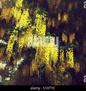 Arbre Laburnum jaunes savent également comme une chaîne d'or arbre. Hampshire, Angleterre, Royaume-Uni. Banque D'Images