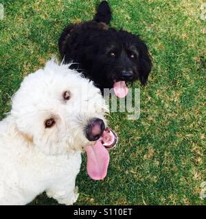 Deux heureux labradoodle chiens assis dans l'herbe. Banque D'Images