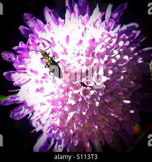 Un bug rouge marche sur une fleur rose à Benamahoma, Sierra de Cadiz, Andalousie, Espagne Banque D'Images