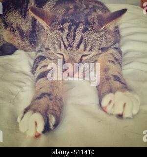 Sleeping cat, les jambes tendus. Banque D'Images