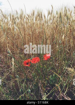 Des coquelicots sauvages dans un champ de blé, près d'Uzès dans le Gard, région du Languedoc Roussillon, France Banque D'Images