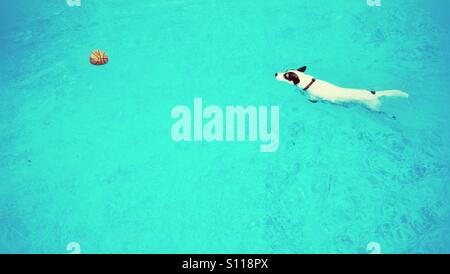 Chien blanc natation dans des eaux turquoise vers une balle orange. 16:9 Banque D'Images