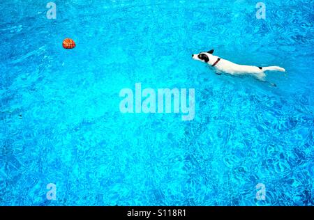 Chien blanc nager vers une orange balle dans une piscine bleue. Banque D'Images