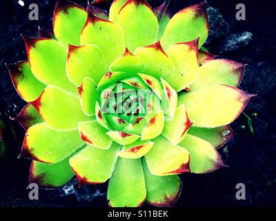 Cactus joubarbes close up Banque D'Images