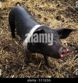Wessex Saddleback porcelet à la ferme Banque D'Images