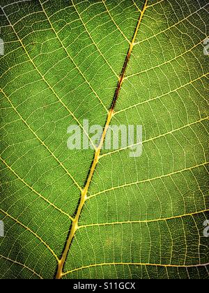 Feuilles de noyer. Banque D'Images