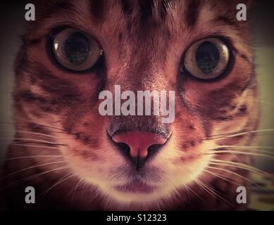 Un portrait d'un brown Spotted Bengal chat qui est à la recherche dans l'appareil. Banque D'Images