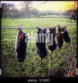 5 moles empalée sur une clôture en fil barbelé sur le bord d'un champ les agriculteurs traditionnels, pratiques agricoles, Dentdale, Angleterre Banque D'Images