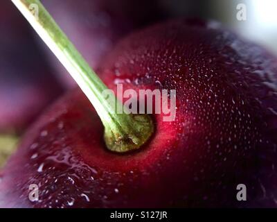 Gros plan sur une seule cerise sucrée Banque D'Images