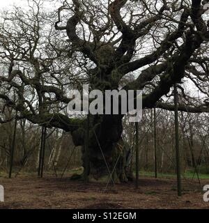 Le Major Oak Tree, la forêt de Sherwood, Dorset, UK Banque D'Images