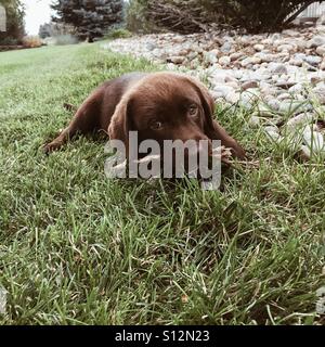 English Labrador, chiot mâchant sur un bâton Banque D'Images