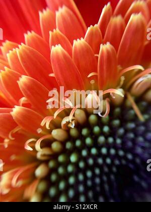Gerbera Orange daisy macro Banque D'Images
