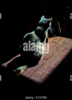 Un chat tricolore quelque chose comme elle siège montres dans un rectangle de soleil sur le tapis. Banque D'Images