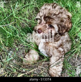 Ours en peluche Puppy Banque D'Images