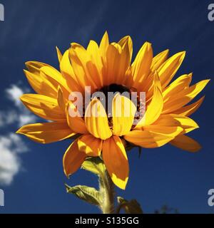 Tête du tournesol jaune vif contre ciel d'été bleu clair Banque D'Images