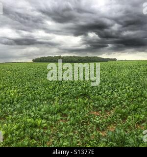 La récolte de la betterave à sucre dans le champ, avec le cep dans la distance et ciel dramatique. North Norfolk, Angleterre, Royaume-Uni. Banque D'Images