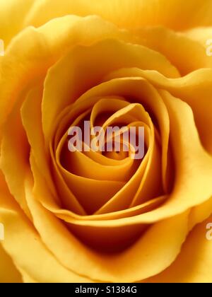 Macro rose jaune Banque D'Images