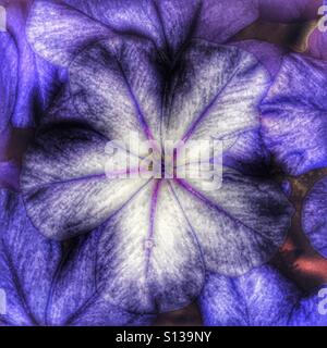 Leadwort Plumbago capensis, ou Banque D'Images