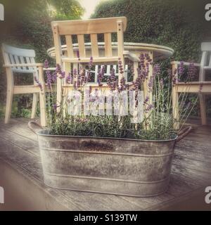 La lavande dans un métal sur le semoir, decking en bois dans un jardin de Norfolk. Angleterre, Royaume-Uni. Banque D'Images