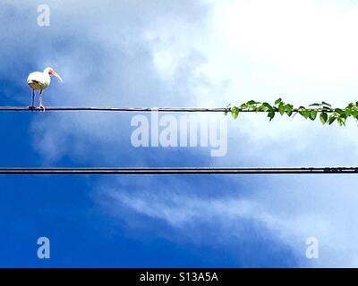 Ibis bird on a wire Banque D'Images