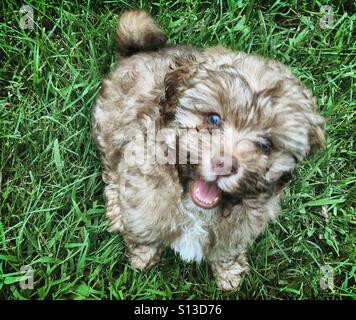 Chiot Banque D'Images