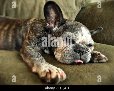 Un vieux fatigué à la recherche bouledogue français. Banque D'Images