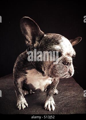 Un drôle mais triste à la bulldog français. Banque D'Images