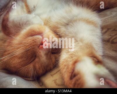 Chat dormir avec patte tendue Banque D'Images