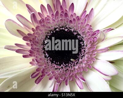 Gros plan d'une marguerite gerbera rose et blanc Banque D'Images