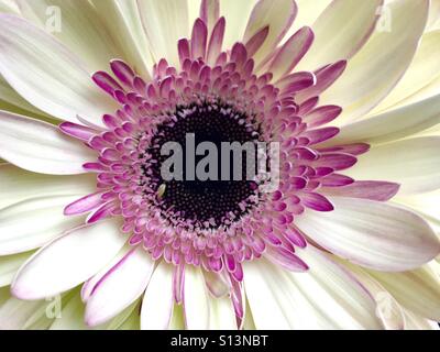 Close up d'un livre blanc et rose gerbera Daisy Banque D'Images