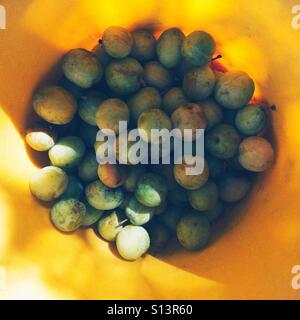 Seau d'eau au début des prunes, Hampshire, Angleterre, Royaume-Uni. Banque D'Images