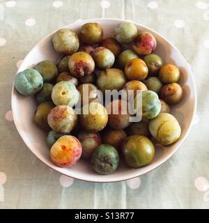 Bol de homegrown greengage prunes Banque D'Images
