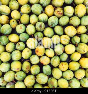 Début des cours d'eau les prunes Banque D'Images
