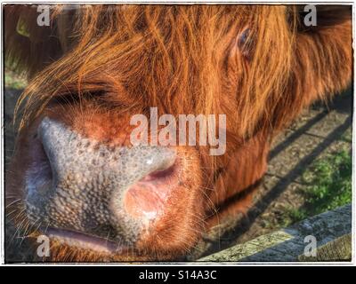 Close up of Highland cattle face Banque D'Images