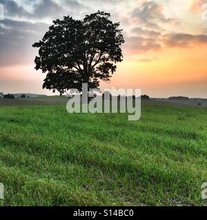 Coucher de soleil sur meadow en Kartuzy Comté en Voïvodie, Pologne Banque D'Images