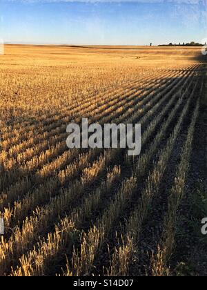 Ombre d'un petit coupe-vent de l'automne à travers les rangées de gauche de chaume dans une prairie champ après la récolte. Banque D'Images