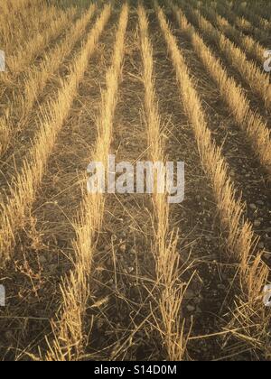 Rangées de gauche de chaume dans une prairie champ après la récolte a été rentrée. Banque D'Images