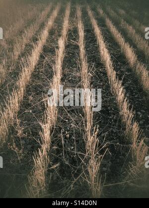 Rangées de gauche de chaume dans une prairie champ après la récolte a été rentrée. Banque D'Images