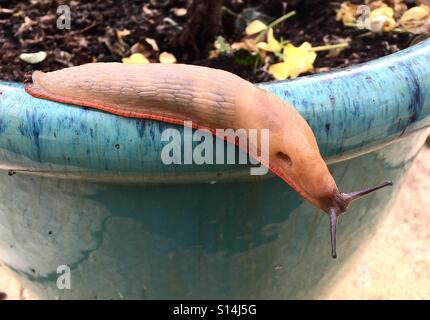 Espagnol Beige beige slug, avec une jupe orange, bleu sur une jardinière. Banque D'Images