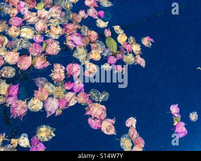 Pétales de fleurs sur l'eau Banque D'Images