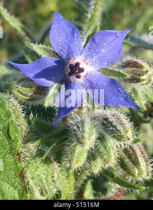 Des modèles dans la Nature - La Bourrache ou la trientale boréale. Fleur bleu vif et poilue des boutons de fleurs avec gouttes de rosée d'un matin lumineux Banque D'Images