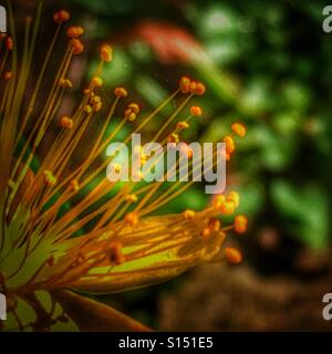 Abstract Macro. Les anthères de pointe rouge fleur jaune, St John's Wort Banque D'Images