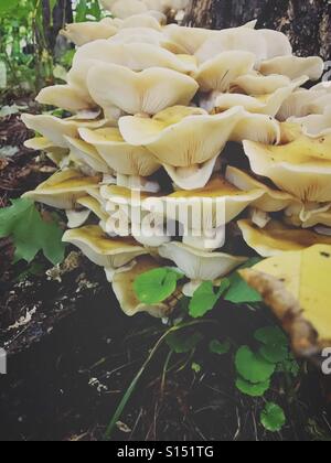 Le miel champignon poussant autour de souche d'arbre. Mount Brydges Ontario Canada Banque D'Images