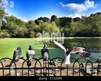 Pigeons sur une clôture à Finsbury Park sur le lac sur une après-midi ensoleillée d'automne Banque D'Images