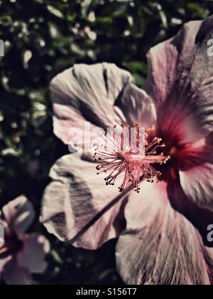 Close up of hibiscus fleur de Madère Banque D'Images